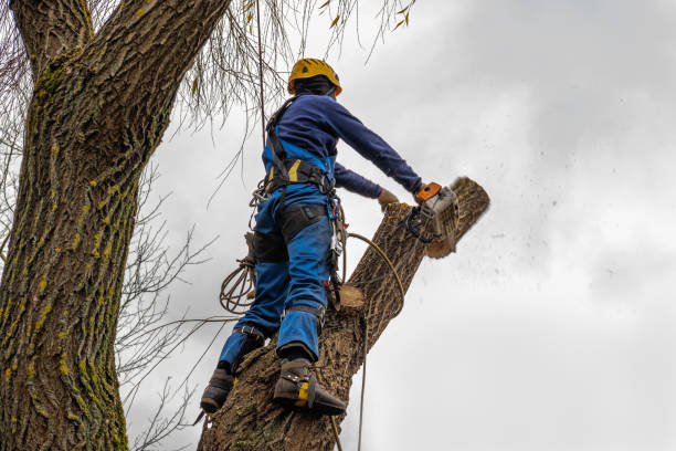 Best Arborist Consultation Services  in Gold River, CA